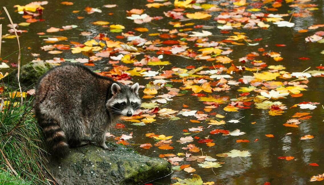 Waschbär - © Stefan Meyers