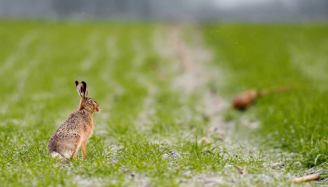 Die Niederwild-Jagdsaison hat begonnen - © Michael Migos