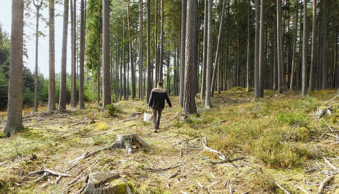 Schwarzwildjagd an der Kirrung - © Michaela Landbauer