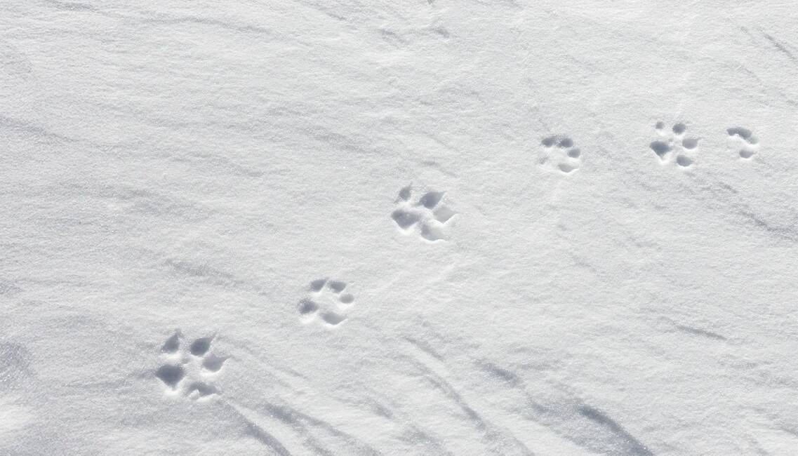 Fuchsfährte im Schnee - © Sven-Erik Arndt