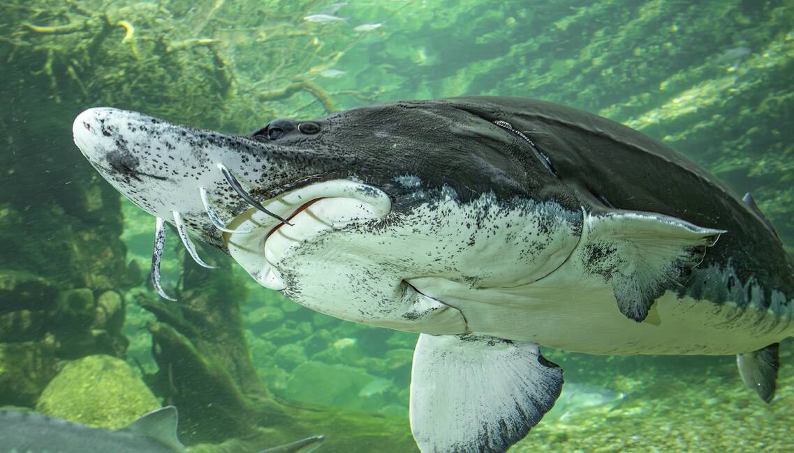 Hausen - Dieser stattliche Hausen zieht im Donauaquarium in Engelhartszell seine Runden. - © Wolfgang Hauer