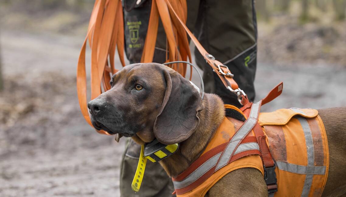 PTBS bei Jagdhunde - © Sven-Erik Arndt