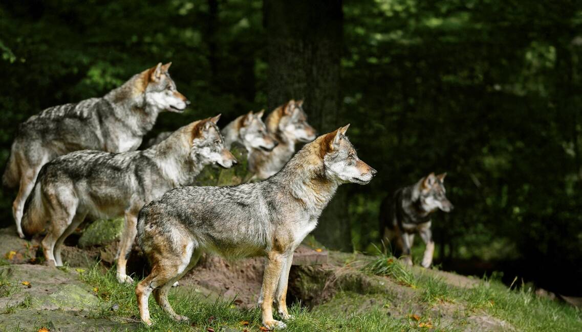 Wolfsrudel - © Karl-Heinz Volkmar