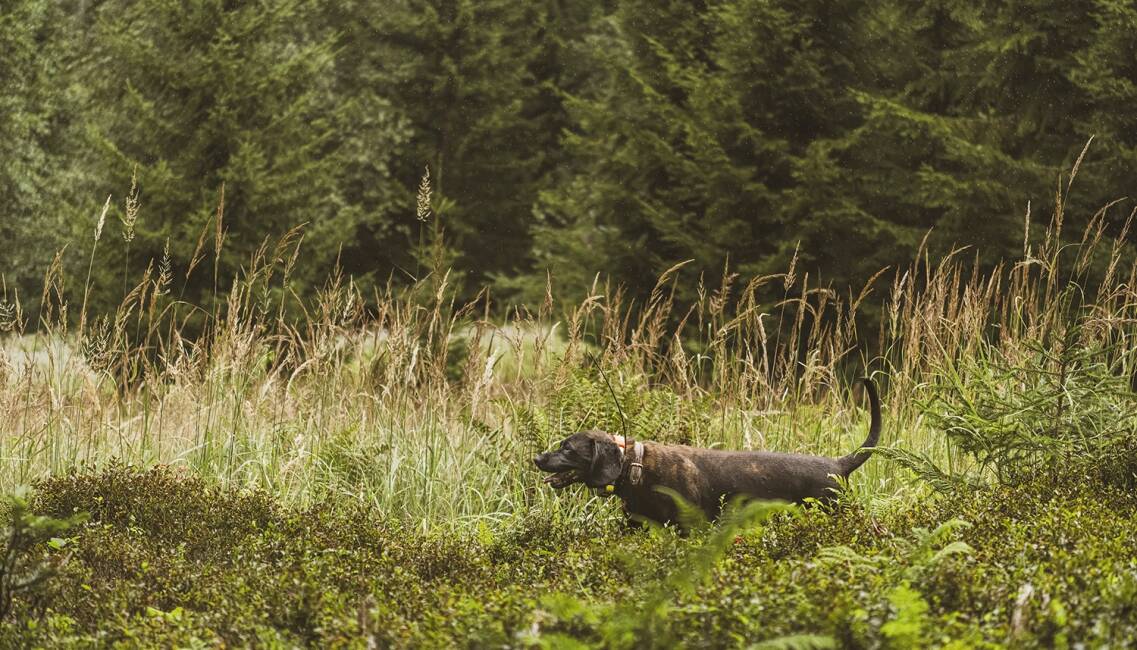 Erste Hilfe beim Jagdhund - © Jakob Wallner