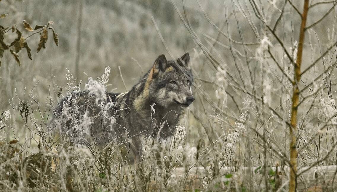 Wolf - © Karl-Heinz Volkmar