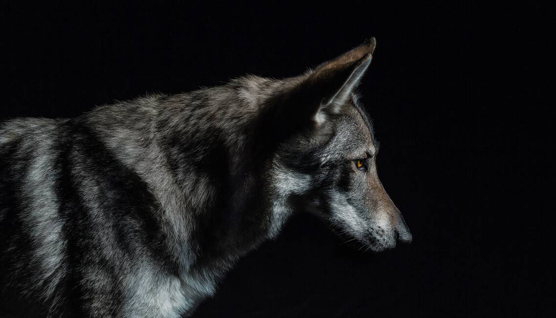 Wolf - © MT-R/stock.adobe.com