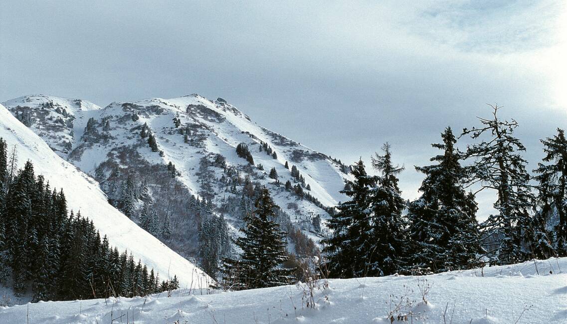 Schutzwald - Mit dem Raiffeisen Fonds-Step-Invest lässt sich der Traum von der Eigenjagd vielleicht schon bald erfüllen! - © Franz Bagyi