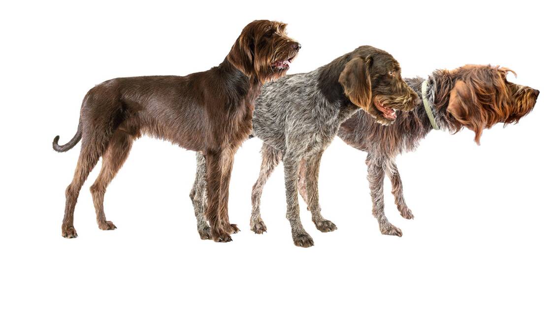 Hunde-Trio  - V. l. n. r.: Pudelpointer, Deutsch Stichelhaar und Griffon Korthals. - © Oliver Deck