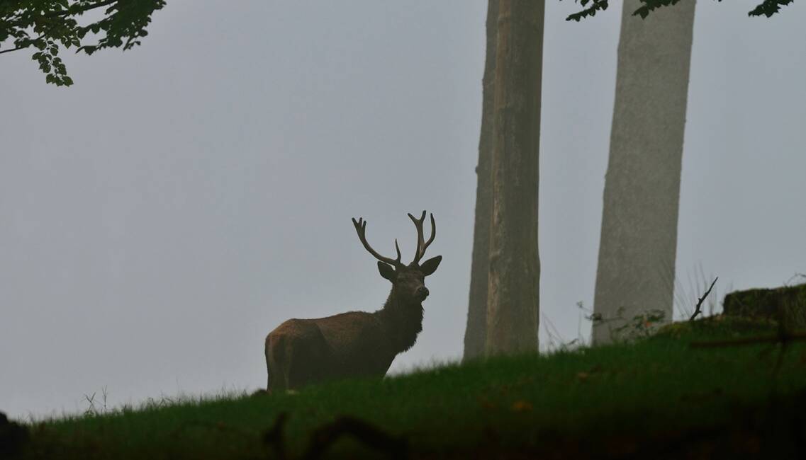 Junger Hirsch im Morgennebel. - © Karl-Heinz Volkmar