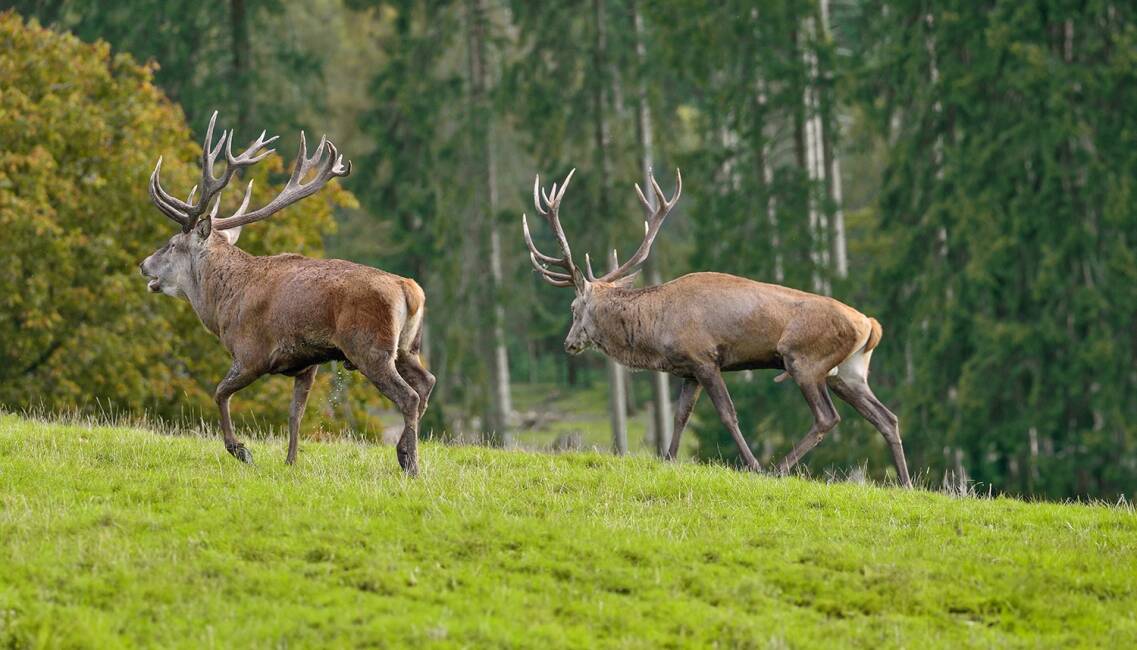 Parallelgang Brunft Rotwild - © Karl-Heinz Volkmar