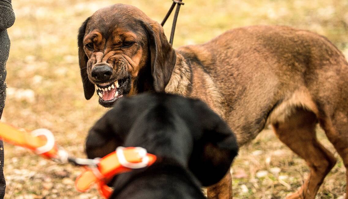 Aggression bei Jagdhunden - © Desiree Schwers