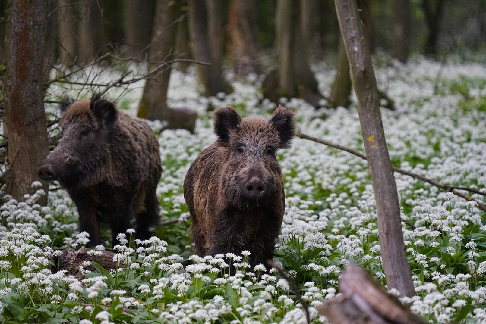 Jagdfoto-Wettbewerb 2024 - Diese grandiose Einsendung zeigt Schwarzwild in einem Meer von Bärlauchblüten. Es wurde geknipst von Gregor Schmidt, der uns noch weitere, folgende Zusendungen mitschickte. - © Gregor Schmidt