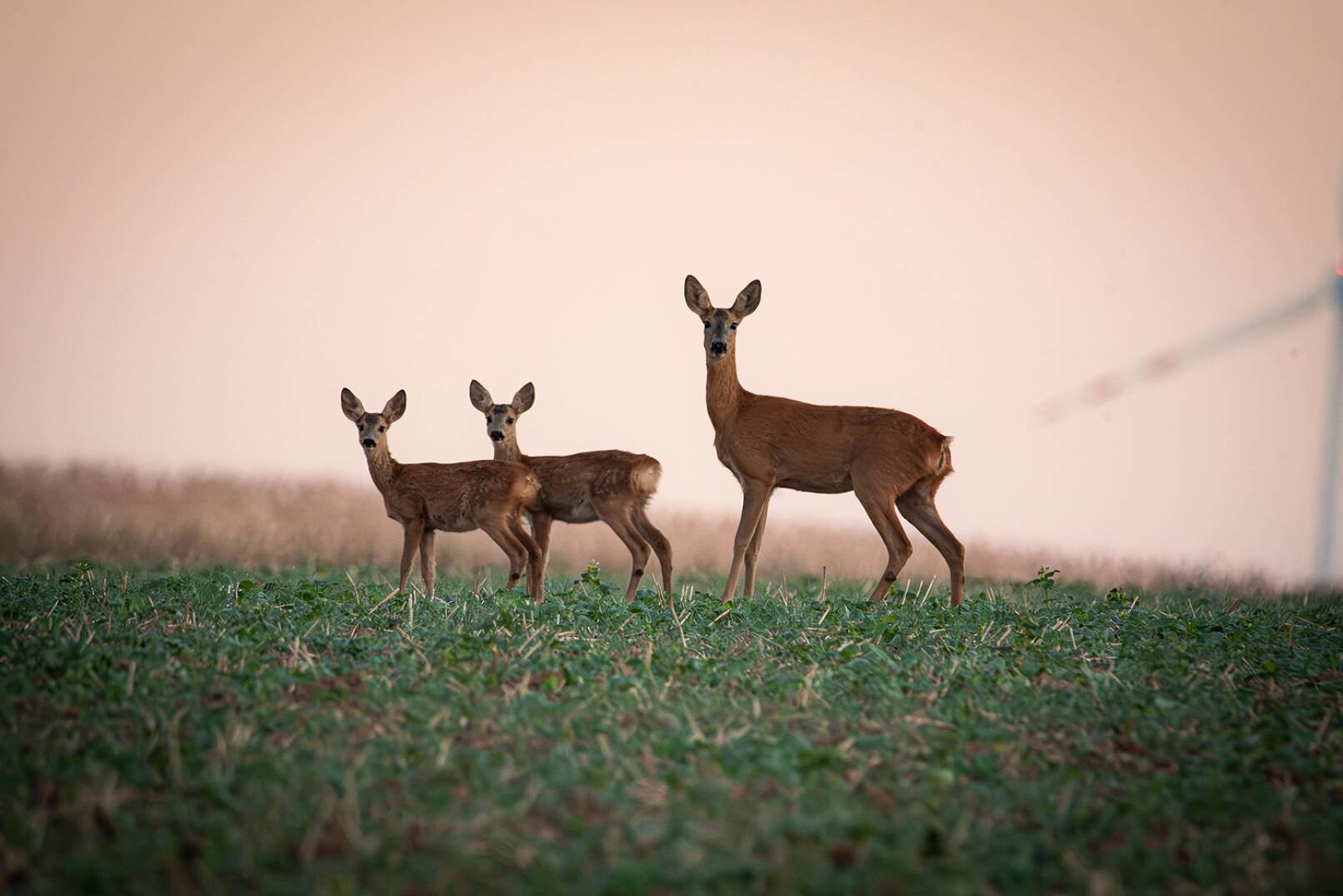 Jagdfoto-Wettbewerb 2024 - Beide zeigen Rehwild in der beginnenden Dämmerung. - © Julia Fasching