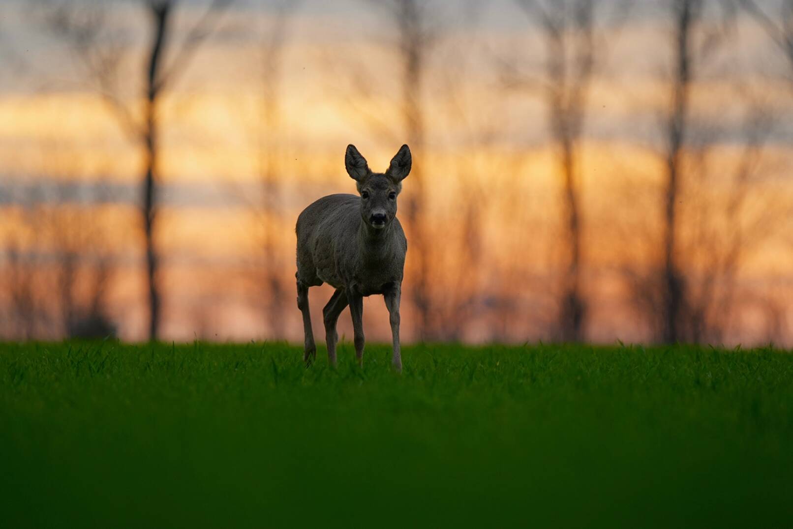 Jagdfoto-Wettbewerb 2024 - Im Winter beginnt er den Kurs zur Jagdprüfung. Wir wünschen ihm weiterhin viel Anblick, sei es für die zukünftige Jagd oder zur Fotografie! - © Gregor Schmidt