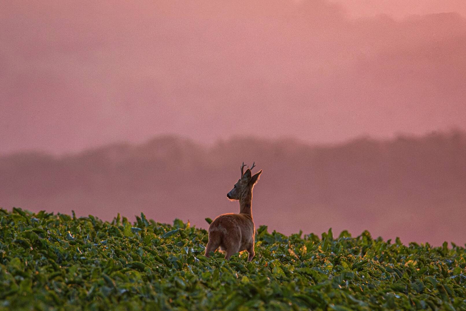 Jagdfoto-Wettbewerb 2024 - Julia Fasching sendete uns diese Ansicht und folgende zu. - © Julia Fasching