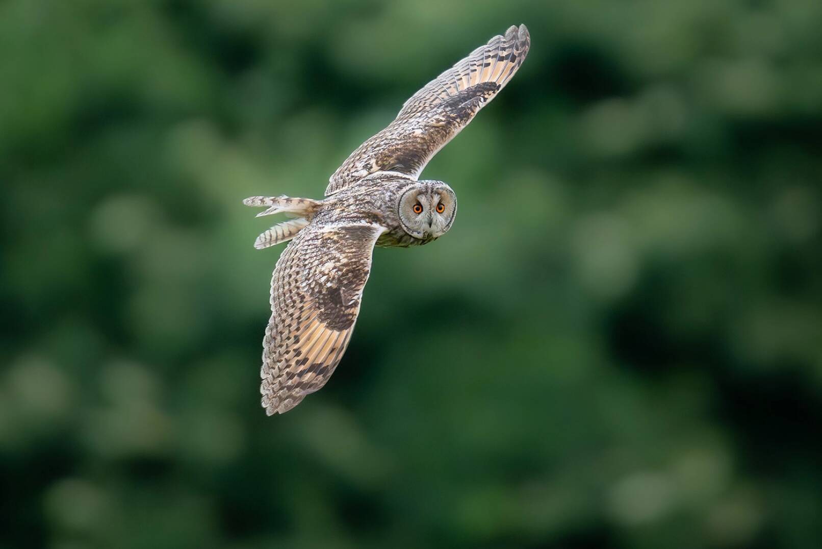 Jagdfoto-Wettbewerb 2024 - Das Gewinnerfoto: Eine Waldohreule bei der Jagd, aufgenommen von Markus Schöggler mit seiner Sony Alpha 7R V und dem Sony FE 400mm f/2.8 GM OSS Teleobjektiv (f/2.8 | 1/2.500 | ISO 25.600). Die Eule kam jeden Abend kurz vor Sonnenuntergang und flog ihre typischen Routen. Es dauerte ein paar Abende, bis die Lichtverhältnisse, der Hintergrund und der richtige Anflug der Eule passten, um dieses Foto zu schießen. - © Markus Schöggler