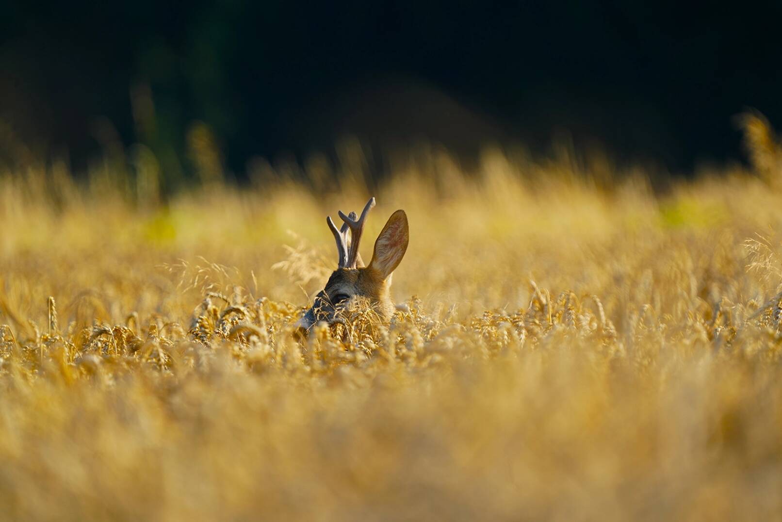 Jagdfoto-Wettbewerb 2024 - Der 15-Jährige aus Petronell Carnuntum geht derzeit noch mit der Kamera seiner Eltern "auf die Jagd", wie hier auf diesen Rehbock im Getreidefeld. - © Gregor Schmidt