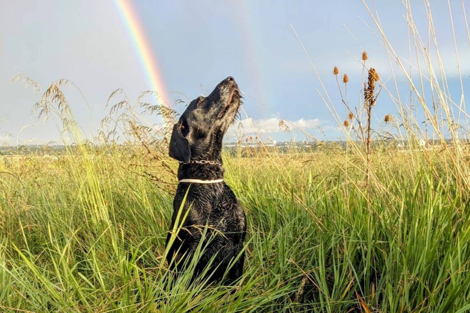 Jagdfoto-Wettbewerb 2024 - Diese Einsendung zeigt Baldur, den 6-jährigen Drahthaar-Hund von Josef. - © Josef