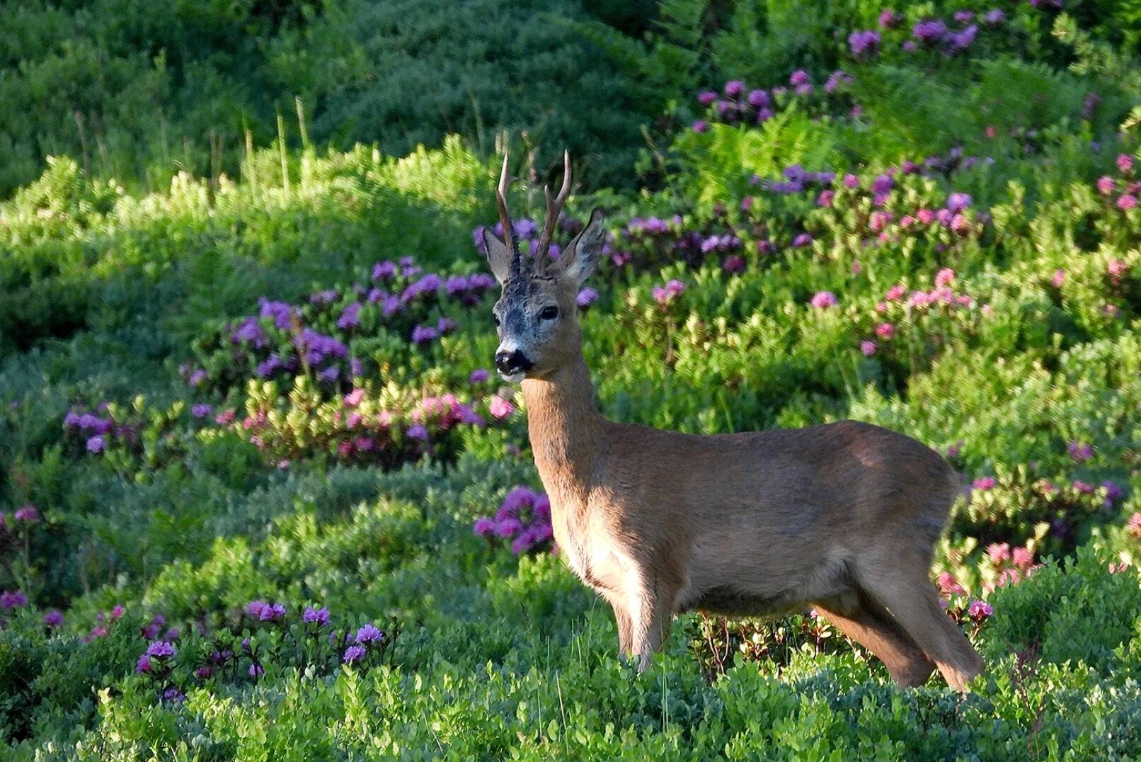 Jagdfoto-Wettbewerb 2024 - Dieser Rehbock in Almrosen wurde von Thomas Lobenwein abgelichtet. - © Thomas Lobenwein