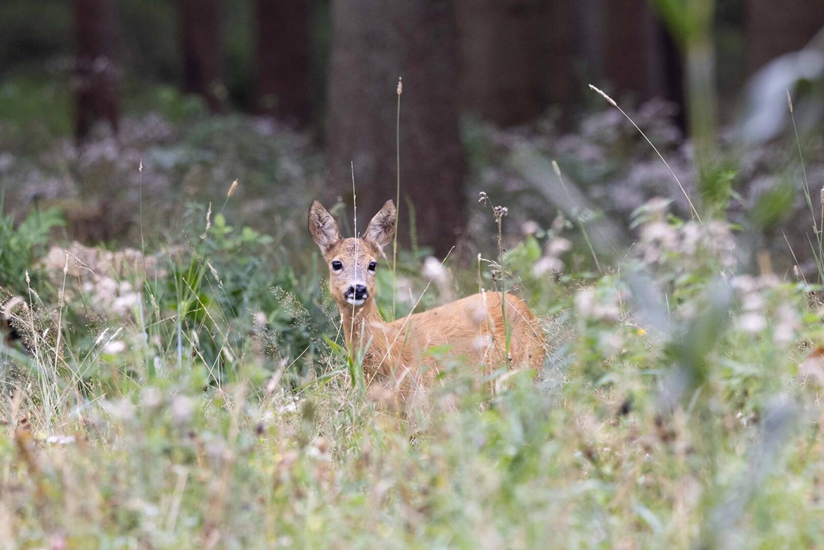 Jagdfoto-Wettbewerb 2024 - Henri G. konnte dieses Schmalreh im hohen Gras ablichten. - © Henri G.