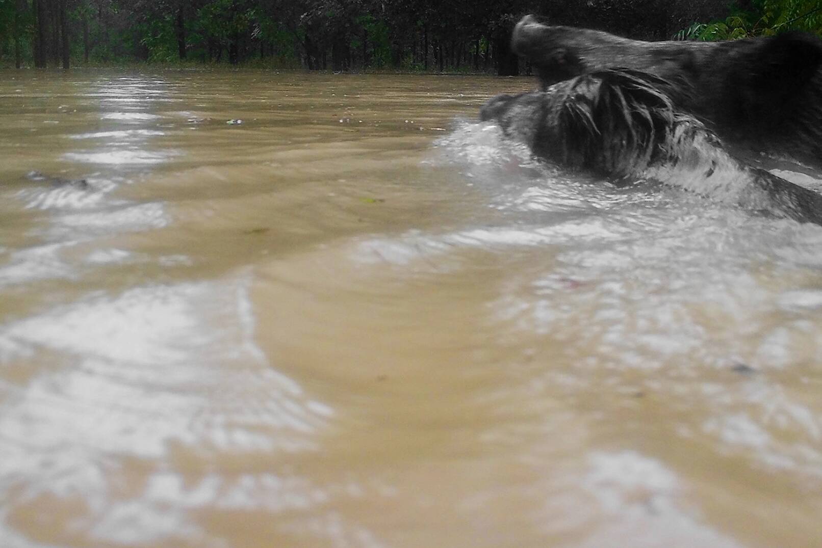 Hochwasser 2024 - „Wichtig ist es, nicht eine große Insel anzulegen, sondern viele kleinere, damit keine Konkurrenz zwischen den einzelnen Wildarten entstehen kann und Wildtiere schnell das rettende Ufer erreichen können“, weiß Hermann Mayer. - © Franz Kollitsch