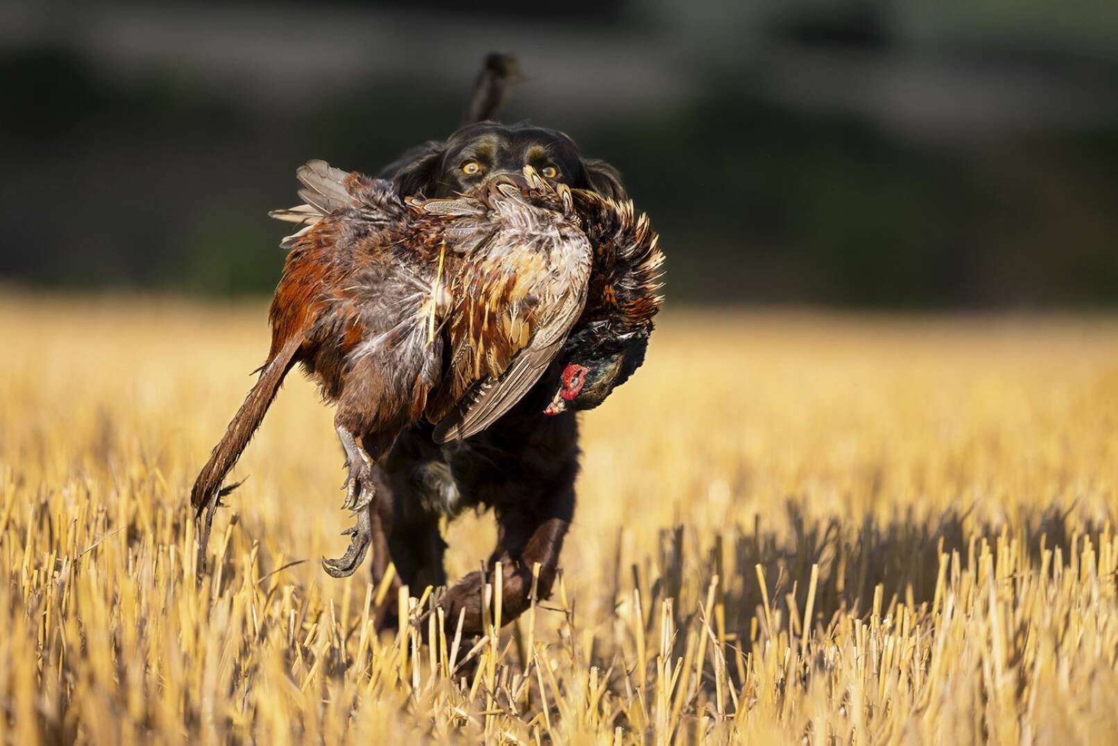 Die Niederwild-Jagdsaison hat begonnen - Deutscher Wachtelhund apportiert Fasan. - © Horst Jegen