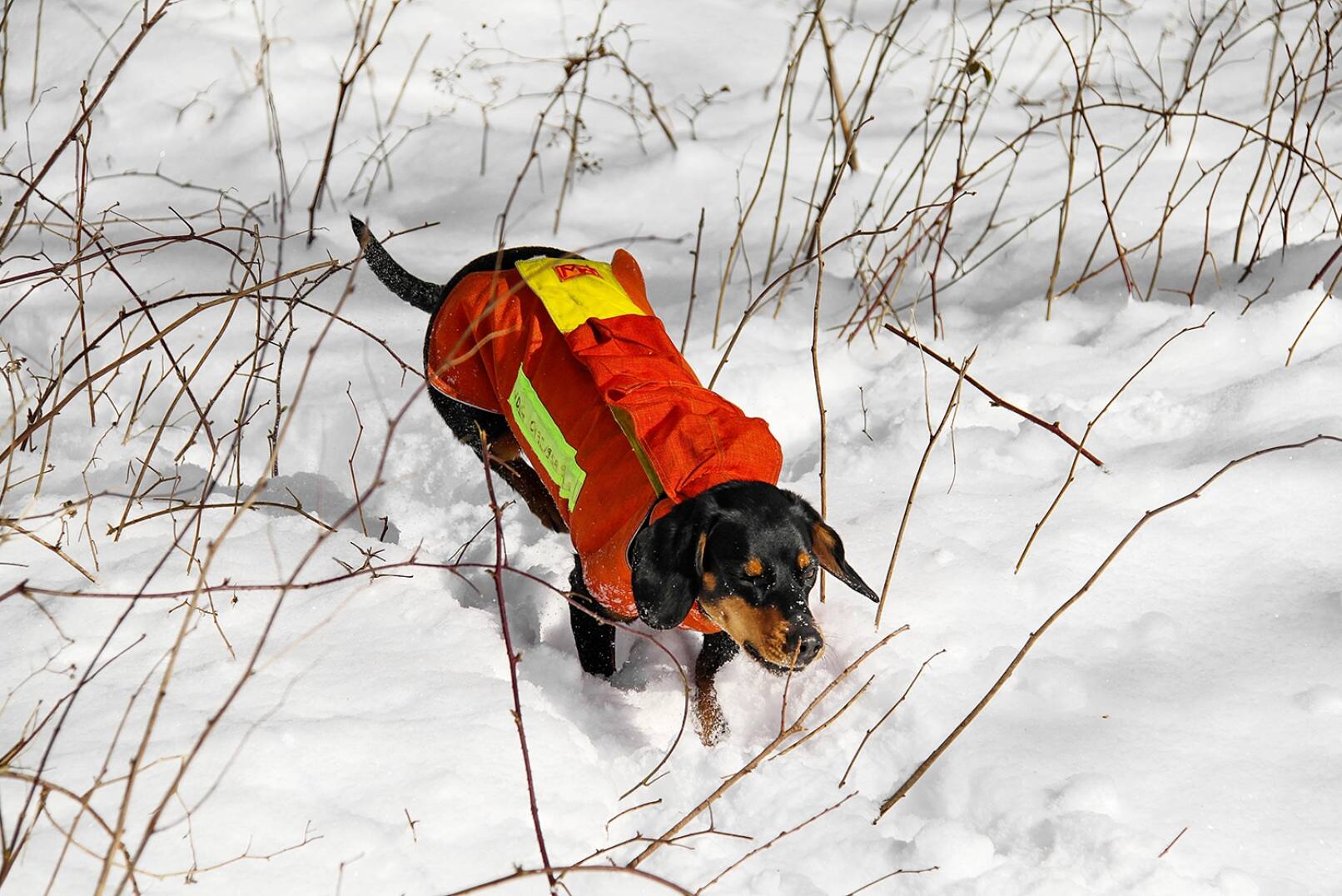 Stöbern will gelernt sein - Sie schützen Hals und Rumpf der Hunde und sind in Signalfarben für bessere Sichtbarkeit gefertigt. - © Annette Schmitt