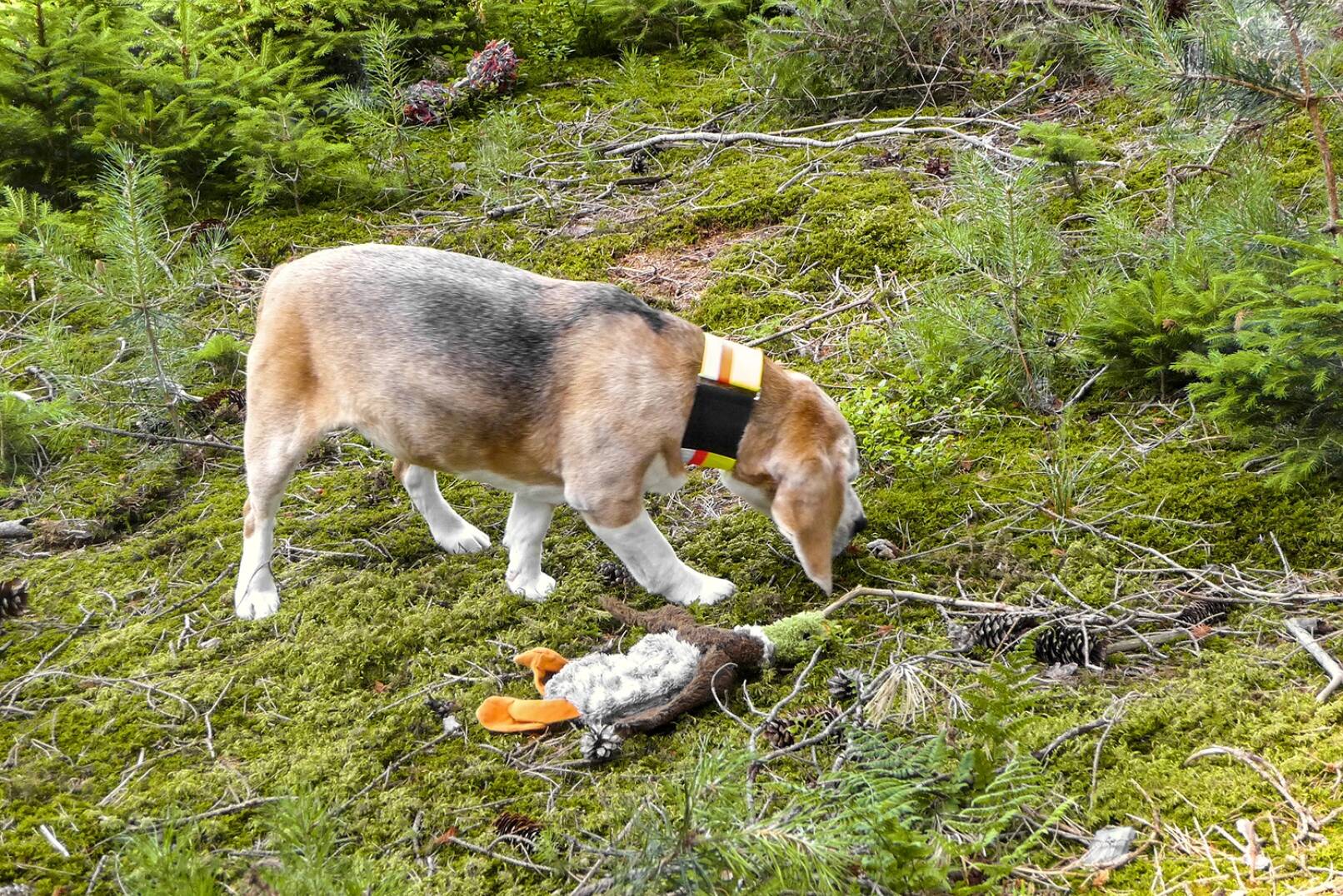 Stöbern will gelernt sein - Lockreize, wie Spielzeug oder Futter, motivieren ihn zusätzlich ohne aktive Lenkung. - © Annette Schmitt