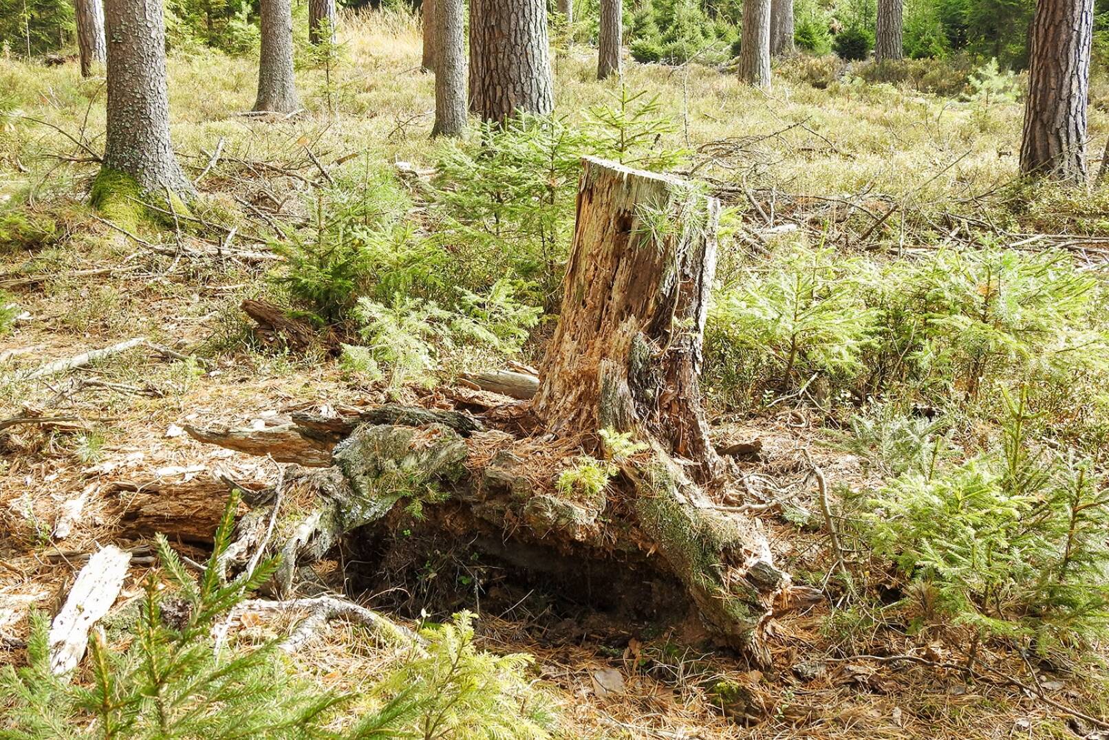 Schwarzwildjagd an der Kirrung - Das Erdreich rund um bzw. unter Baumwurzeln zieht das Schwarzwild magisch an – Engerlingen, Würmern usw. sei Dank. - © Michaela Landbauer