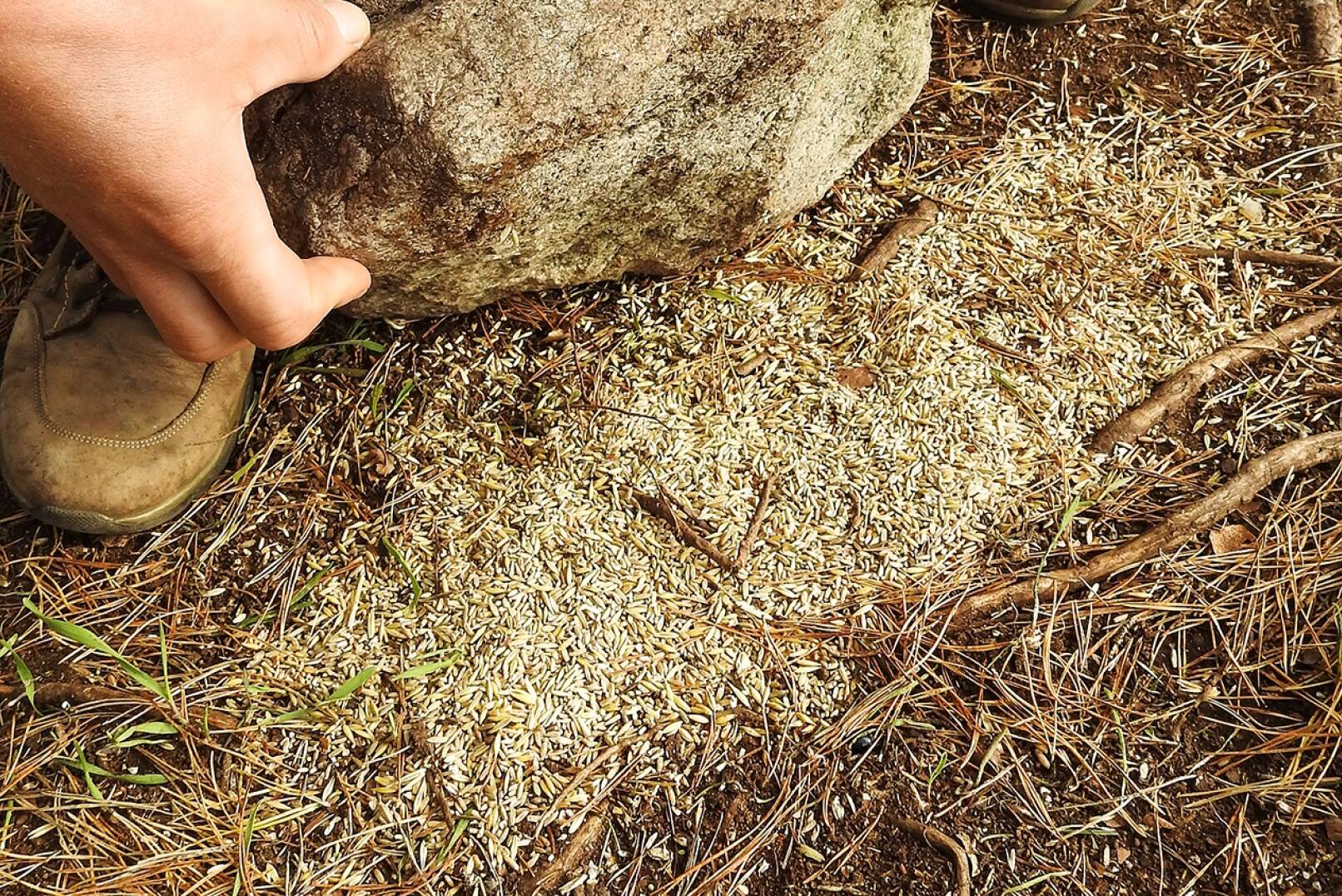 Schwarzwildjagd an der Kirrung - Das Kirrgut besteht aus einer Mischung aus Hafer, Weizen und Triticale in Kombination mit Mais. - © Michaela Landbauer