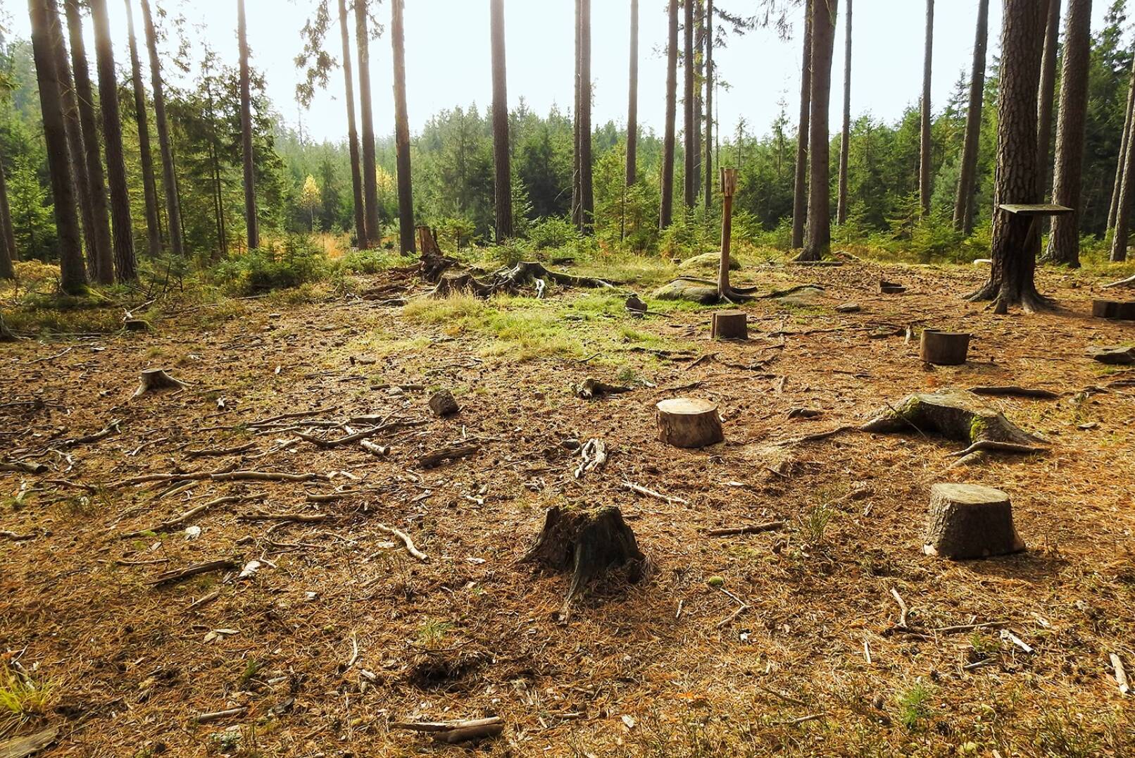 Schwarzwildjagd an der Kirrung - Auf jeder der 13 Kirrungen im Revier sind Baumstümpfe (Überbleibsel des Kinsky’schen Forstbetriebs) platziert – so verteilen sich die Wildschweine auf der gesamten Kirrung. - © Michaela Landbauer