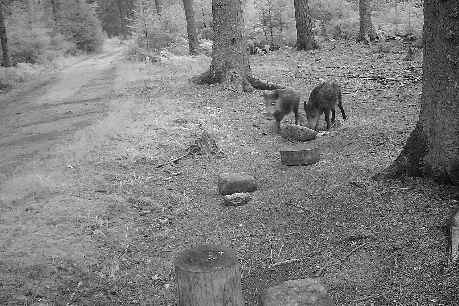 Schwarzwildjagd an der Kirrung - Im Kinsky’schen Revier wird eine festgelegte Woche pro Monat an den Kirrungen gejagt. - © Rene Zahrl