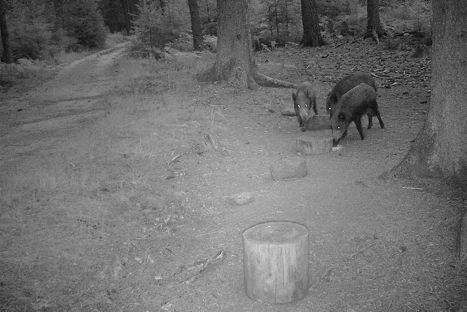 Schwarzwildjagd an der Kirrung - In der Woche vor der Jagd werden die Wildkameras ausgebracht, damit sich die Jäger ein Bild davon machen können, wann und wo sich das Schwarzwild aufhält. - © Rene Zahrl