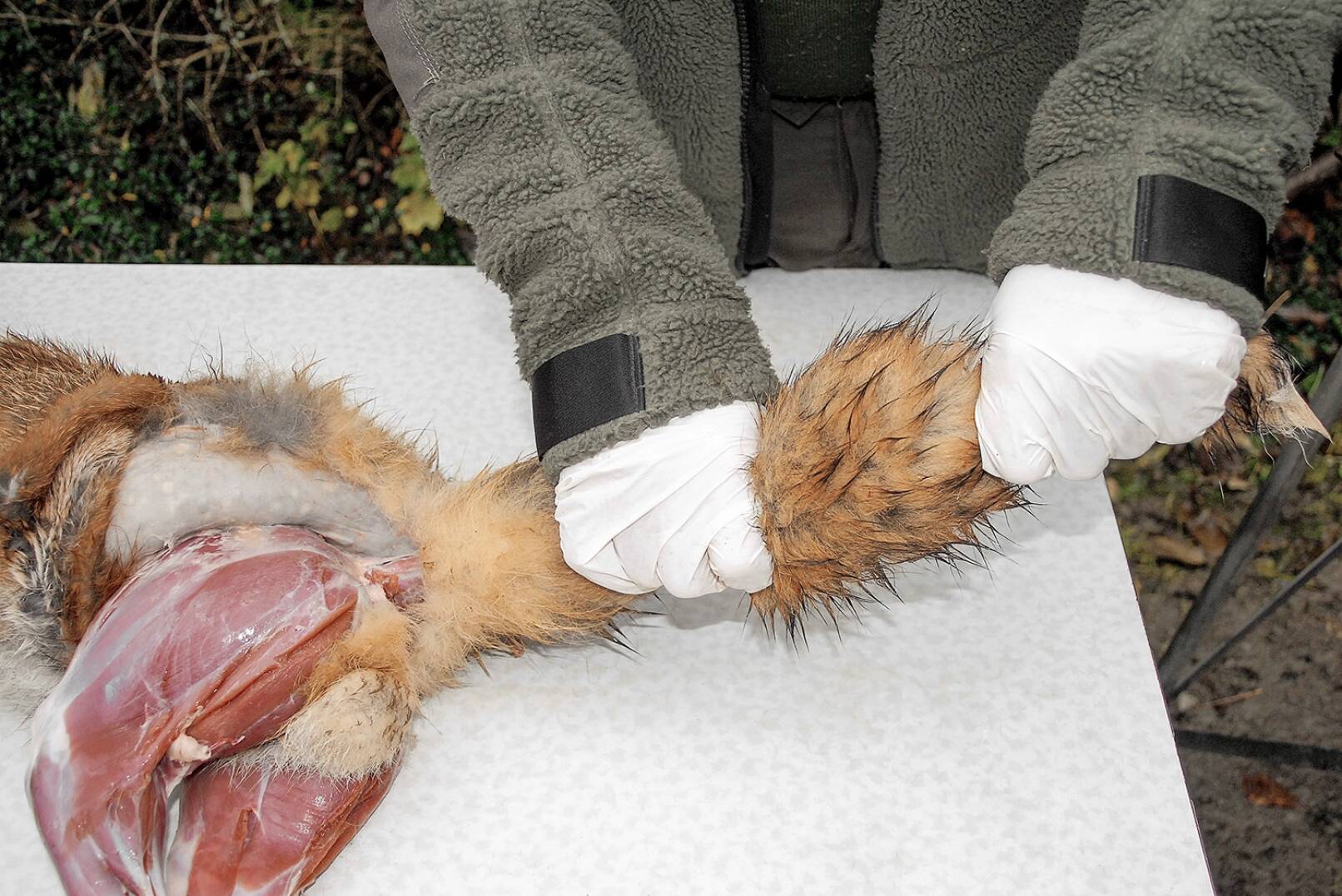 Fuchs abbalgen - Der Luntenbalg sitzt ziemlich fest auf der Rübe. An verschiedenen Stellen wird die Lunte mit beiden Händen gepackt und geknetet – mit Drehbewegungen in Gegenrichtung lockert sich das Bindegewebe. - © Beate Siebern