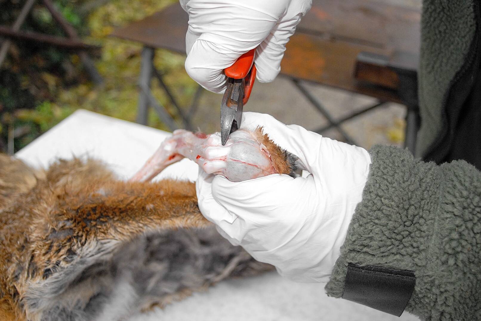 Fuchs abbalgen - Mit einem Schwung wird nun der Balg über den Zehen auf links gedreht. Zum Durchtrennen der Zehenknochen unterhalb der sichtbar gewordenen Zehengelenke benutzt man am besten einen Seitenschneider. - © Beate Siebern