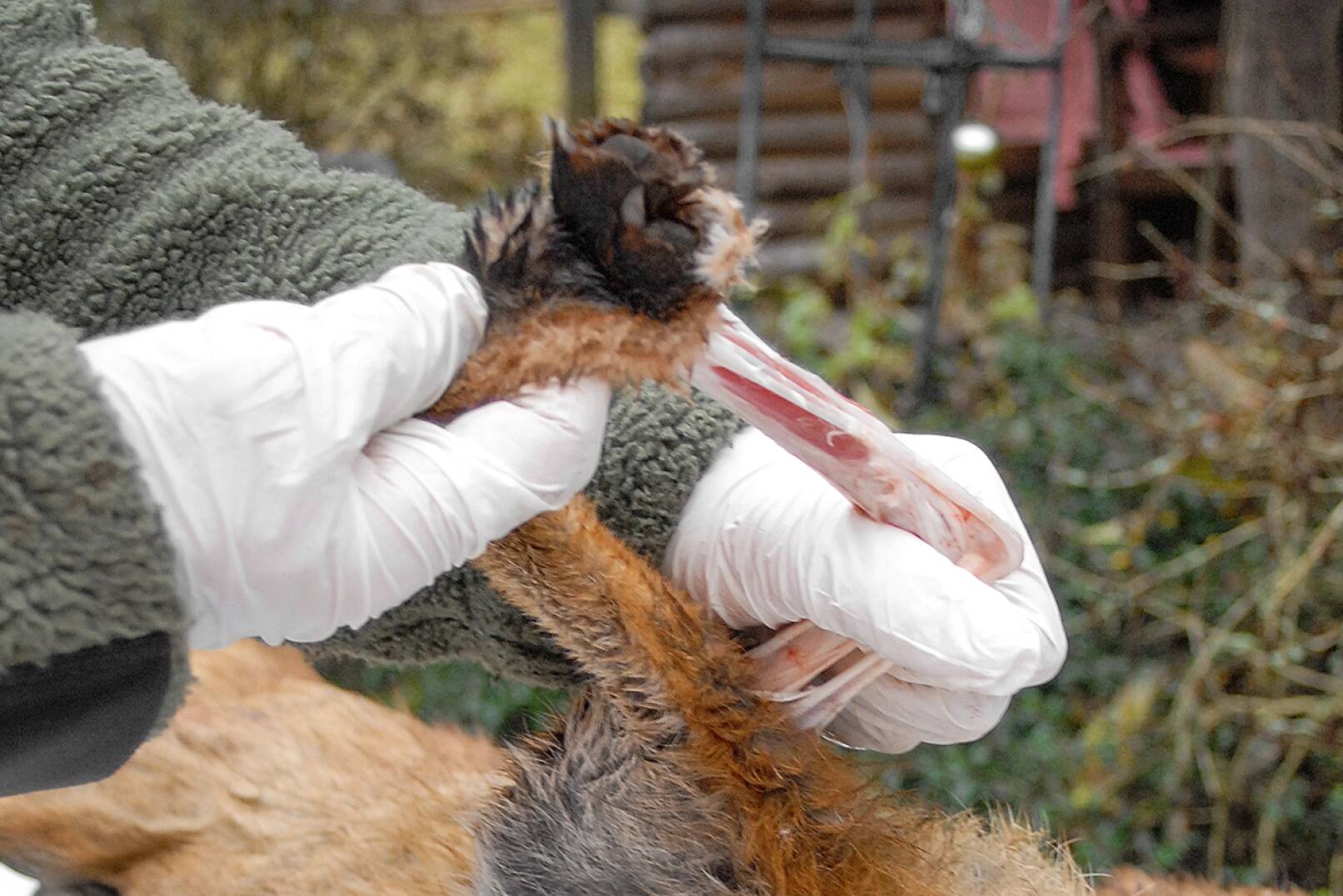 Fuchs abbalgen - Nun lässt sich der Balg an den Läufen gut von der Muskulatur trennen. Der Zeigefinger schiebt sich an der Brante so weit vor, bis die Zehen­knochen deutlich zu spüren sind. - © Beate Siebern