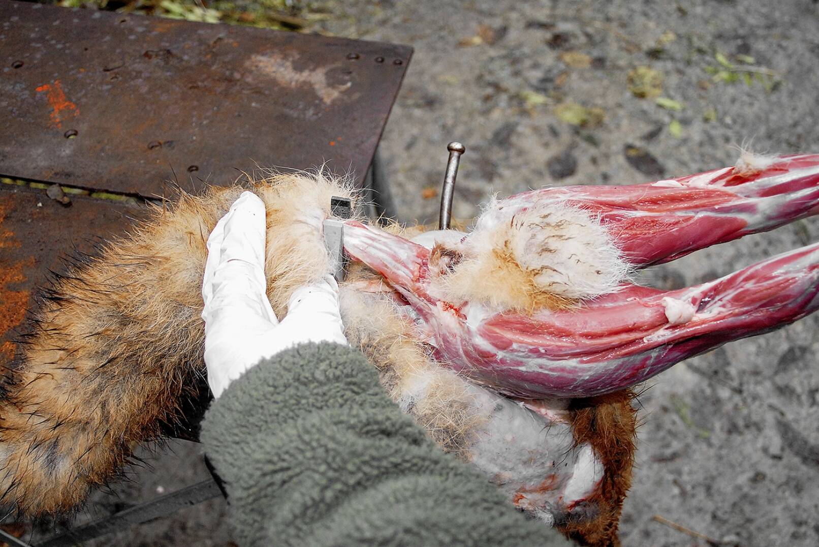 Fuchs abbalgen - Die Zange wird eingespannt und so weit geöffnet, dass die Luntenrübe gerade so hineinpasst. - © Beate Siebern