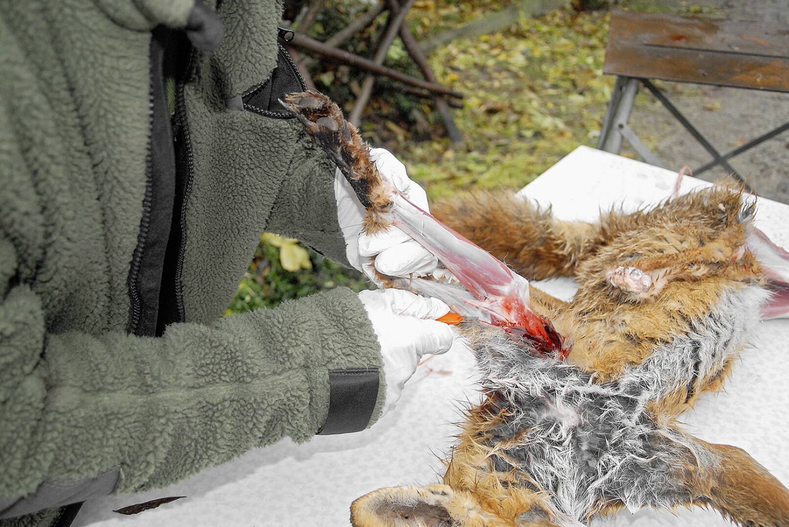 Fuchs abbalgen - Mit den Vorderläufen wird ähnlich vorgegangen wie mit den Hinterläufen. - © Beate Siebern