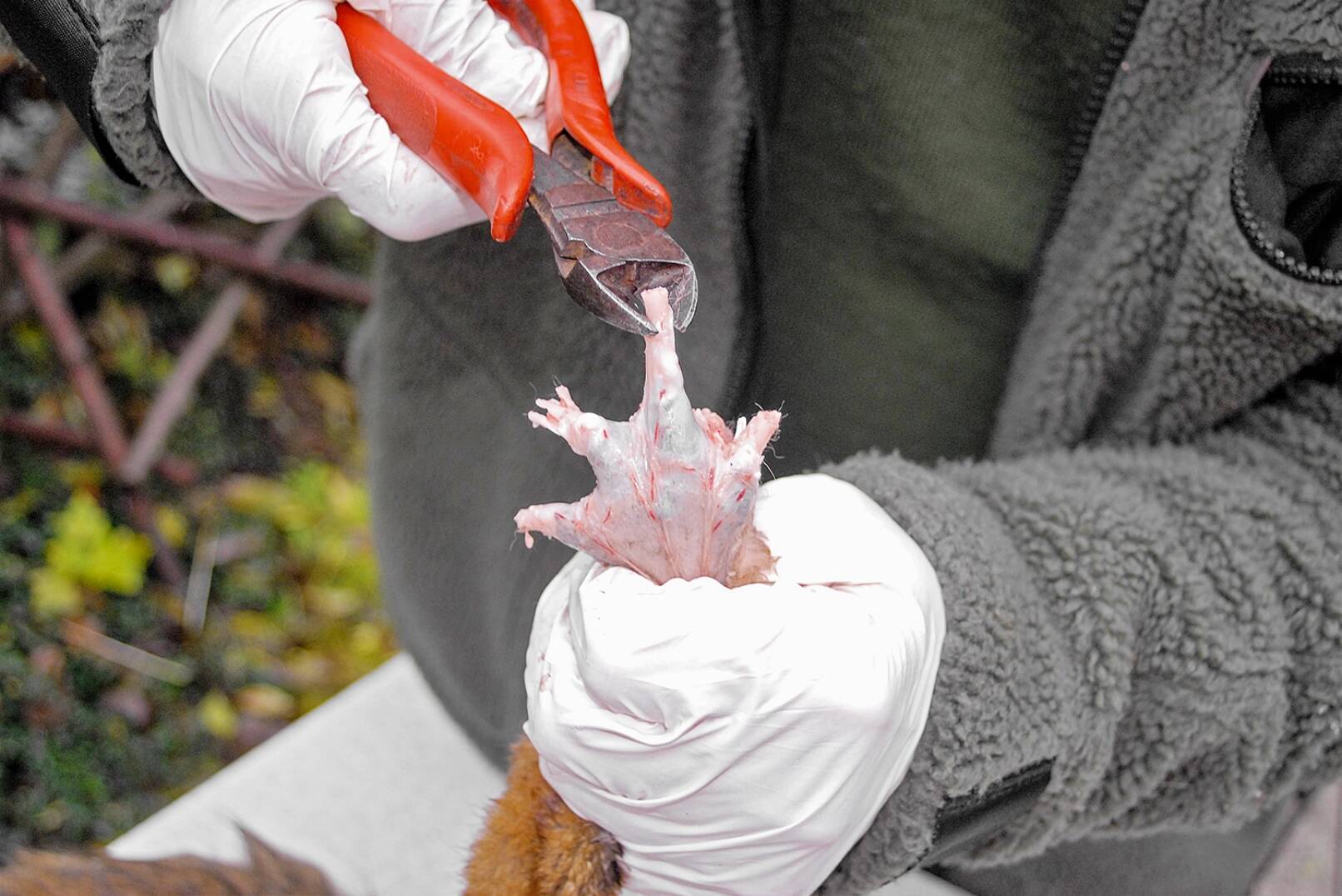 Fuchs abbalgen - Mit dem Seitenschneider werden die Zehenknochen weiter aus dem Balg herausgezogen, bis die nächsten Gelenke sichtbar sind. - © Beate Siebern