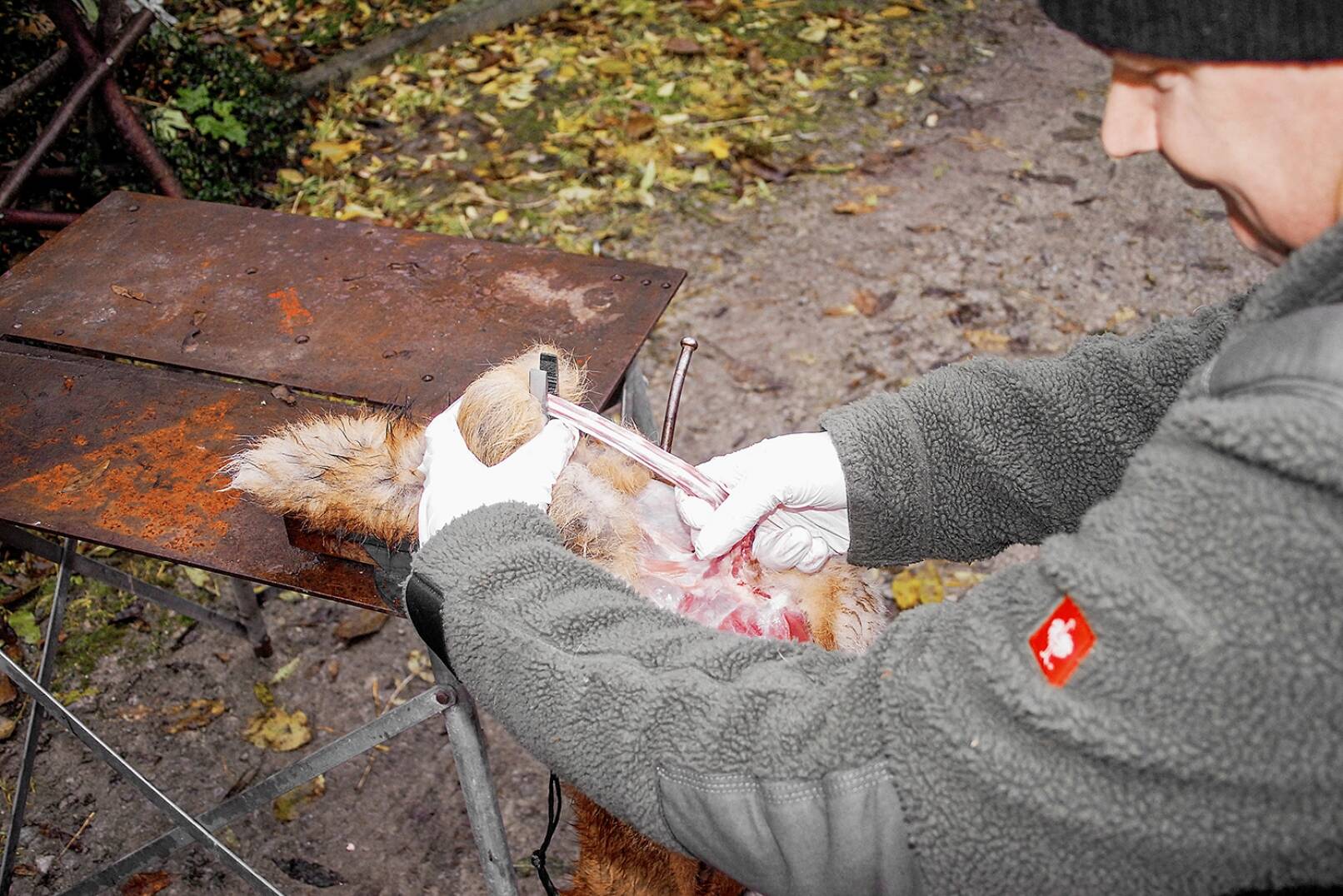 Fuchs abbalgen - Mit einem gewissen Kraftaufwand wird die Luntenrübe nun langsam nach hinten gezogen. In dem Maß, in welchem die Rübe dünner wird, soll sie in der Zange immer weiter nach unten rutschen. - © Beate Siebern