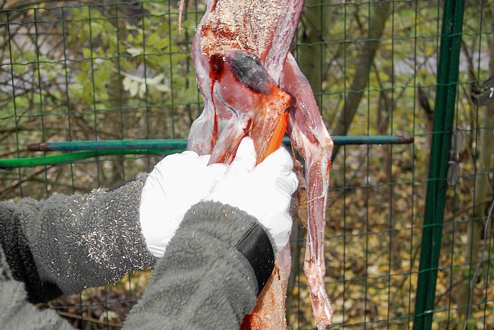 Fuchs abbalgen - Beim Hals angelangt, lassen sich nun bequem die Vorderläufe hervorziehen. - © Beate Siebern