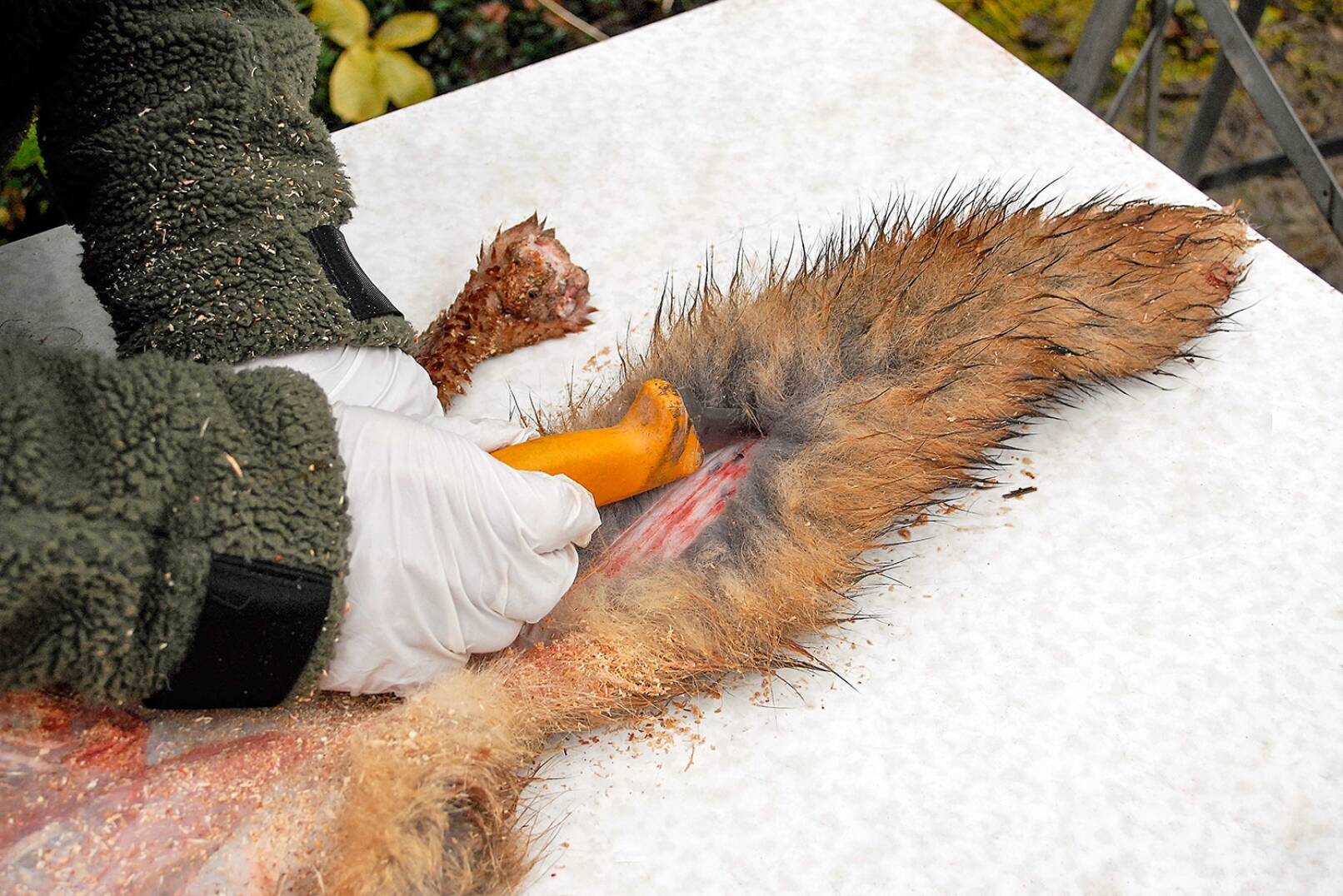 Fuchs abbalgen - Zu guter Letzt wird die Unterseite der Lunte bis zur Spitze hin aufgeschärft. Hierfür wird ein scharfes Messer mit stumpfer Spitze benötigt. - © Beate Siebern