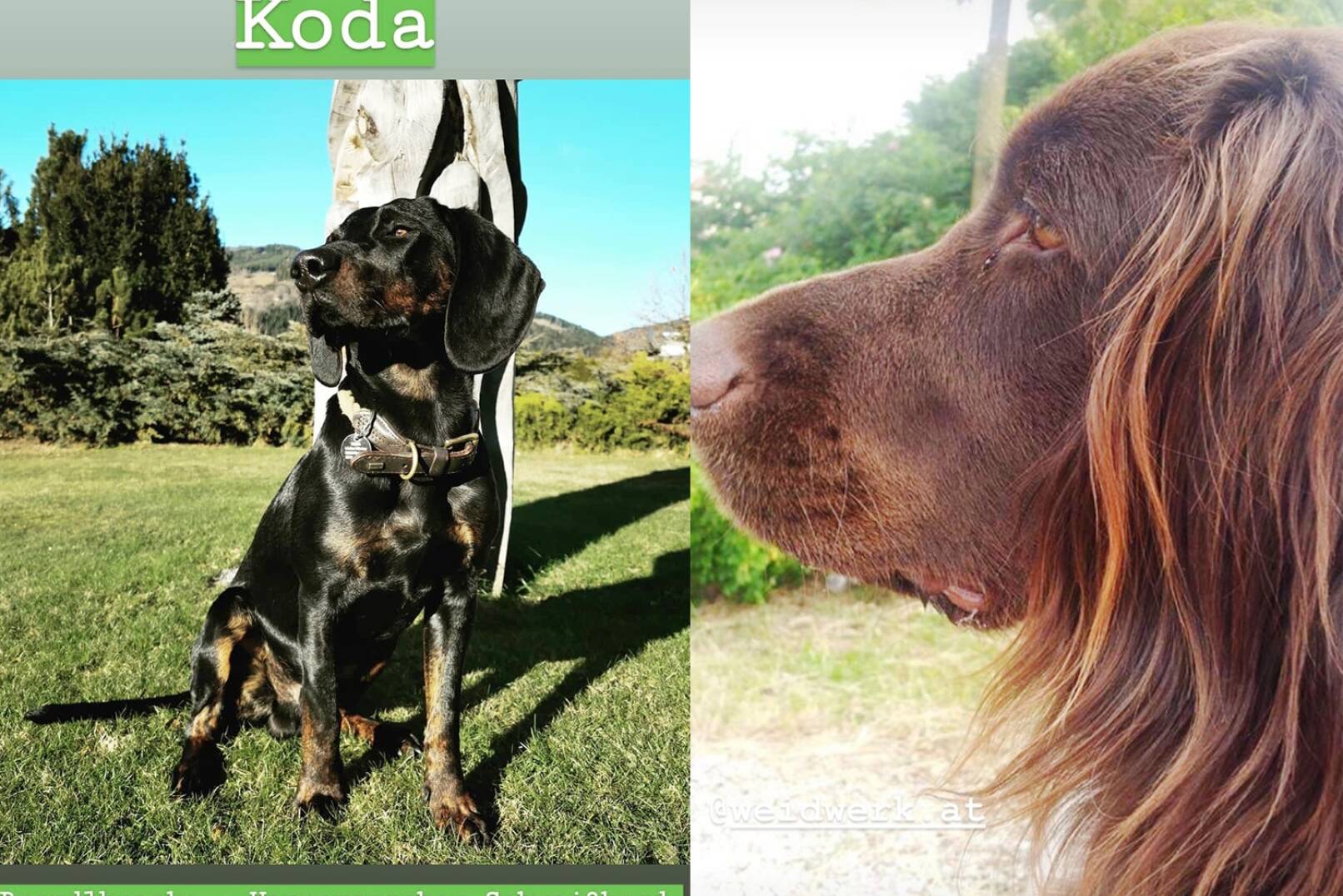Das ist Koda, Brandlbracke mit Hannoverschem Schweißhund (IG:@krickale). Rechts: Sophies Vierbeiner.