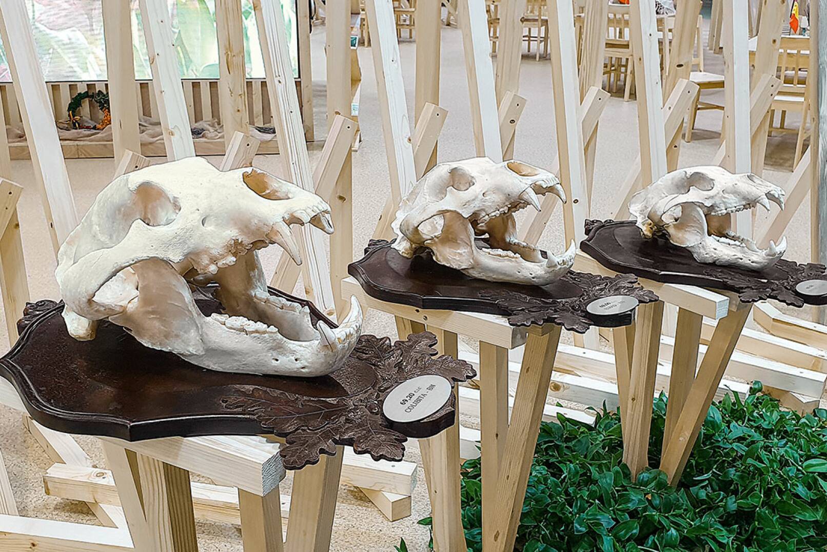 Erkennen Sie die Schädel? Diese waren auf dem rumänischen Messestand zu sehen und stammen von Braunbären. - © Michaela Landbauer