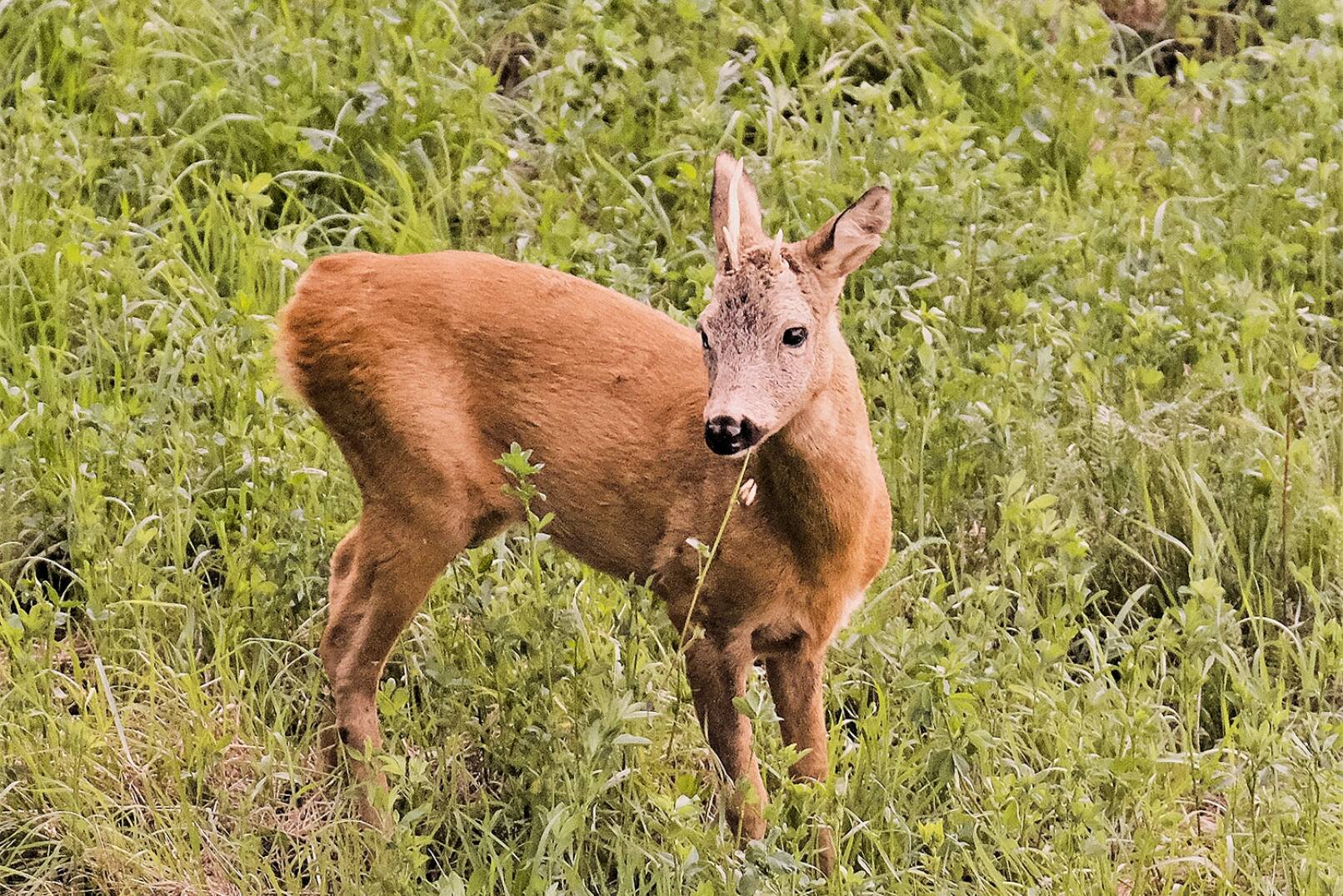 Ansprechen: Wenn’s  schnell gehen muss - Zwar deuten einige Merkmale auf einen starken Jahrling hin – doch dieser Bock ist wirklich alt! - © Fritz Wolf