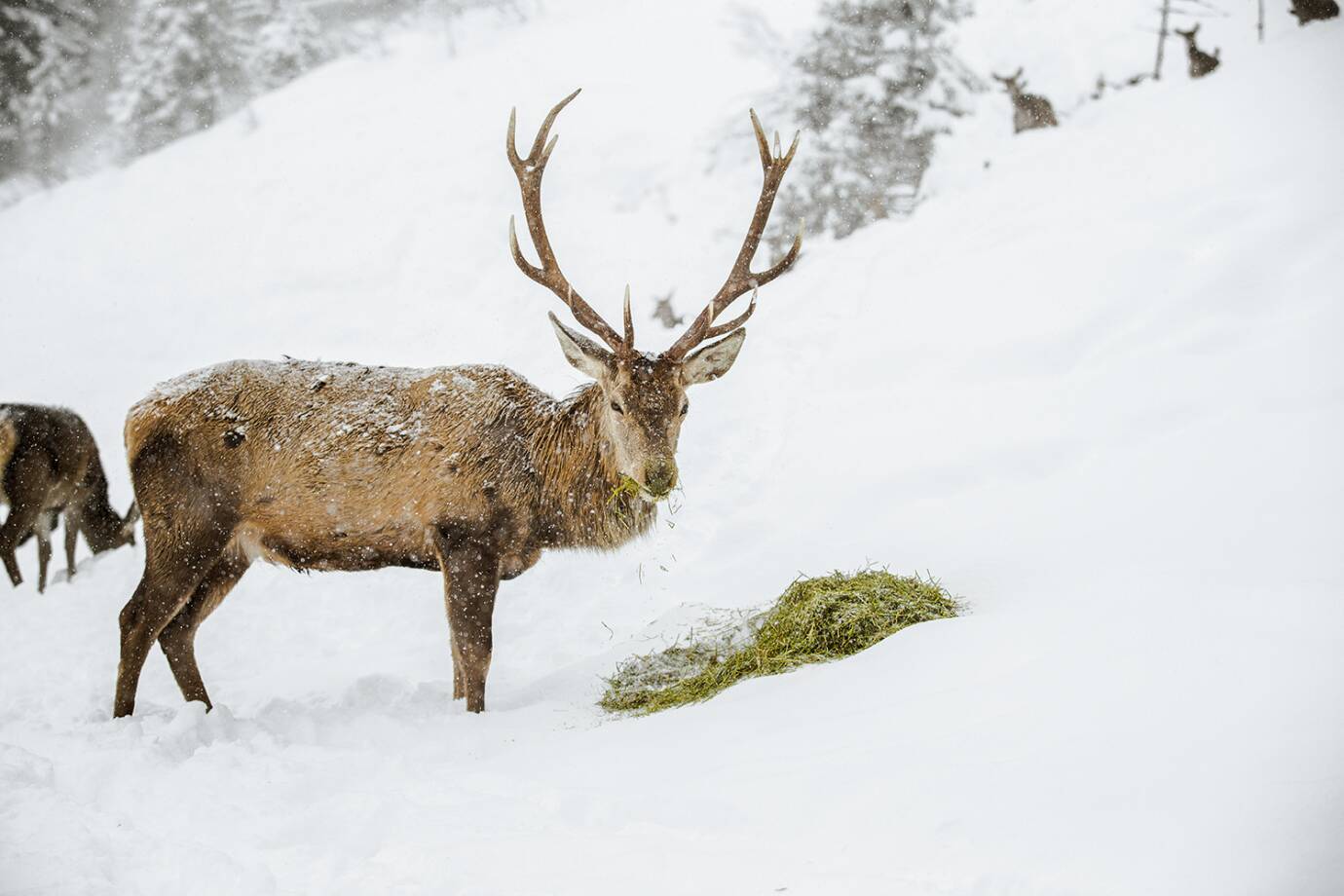 In extremen Situationen ist die Winterfütterung nicht nur als Maßnahme gegen Wildschäden zu sehen, sondern als aktiver Tierschutz! - © Christoph Burgstaller