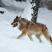 Wolf im Schnee - © Michael Breuer