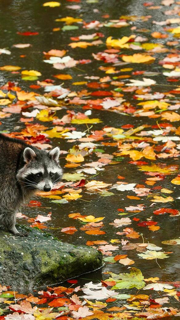 Waschbär - © Stefan Meyers