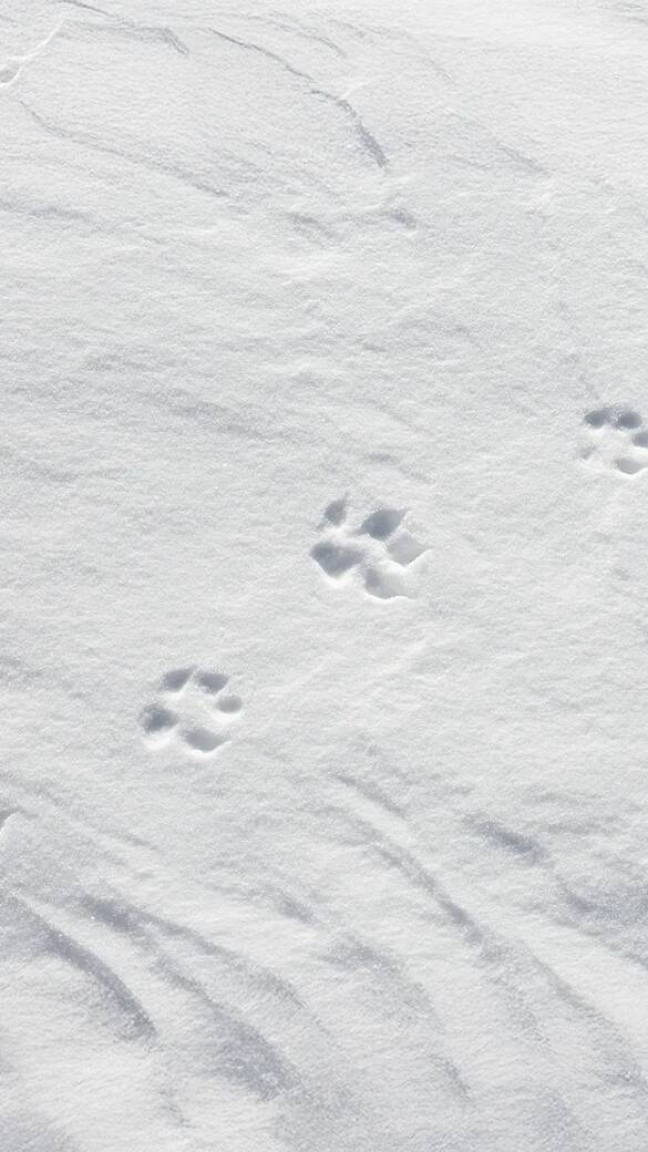 Fuchsfährte im Schnee - © Sven-Erik Arndt