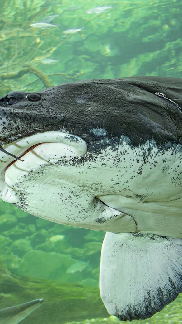 Hausen - Dieser stattliche Hausen zieht im Donauaquarium in Engelhartszell seine Runden. - © Wolfgang Hauer